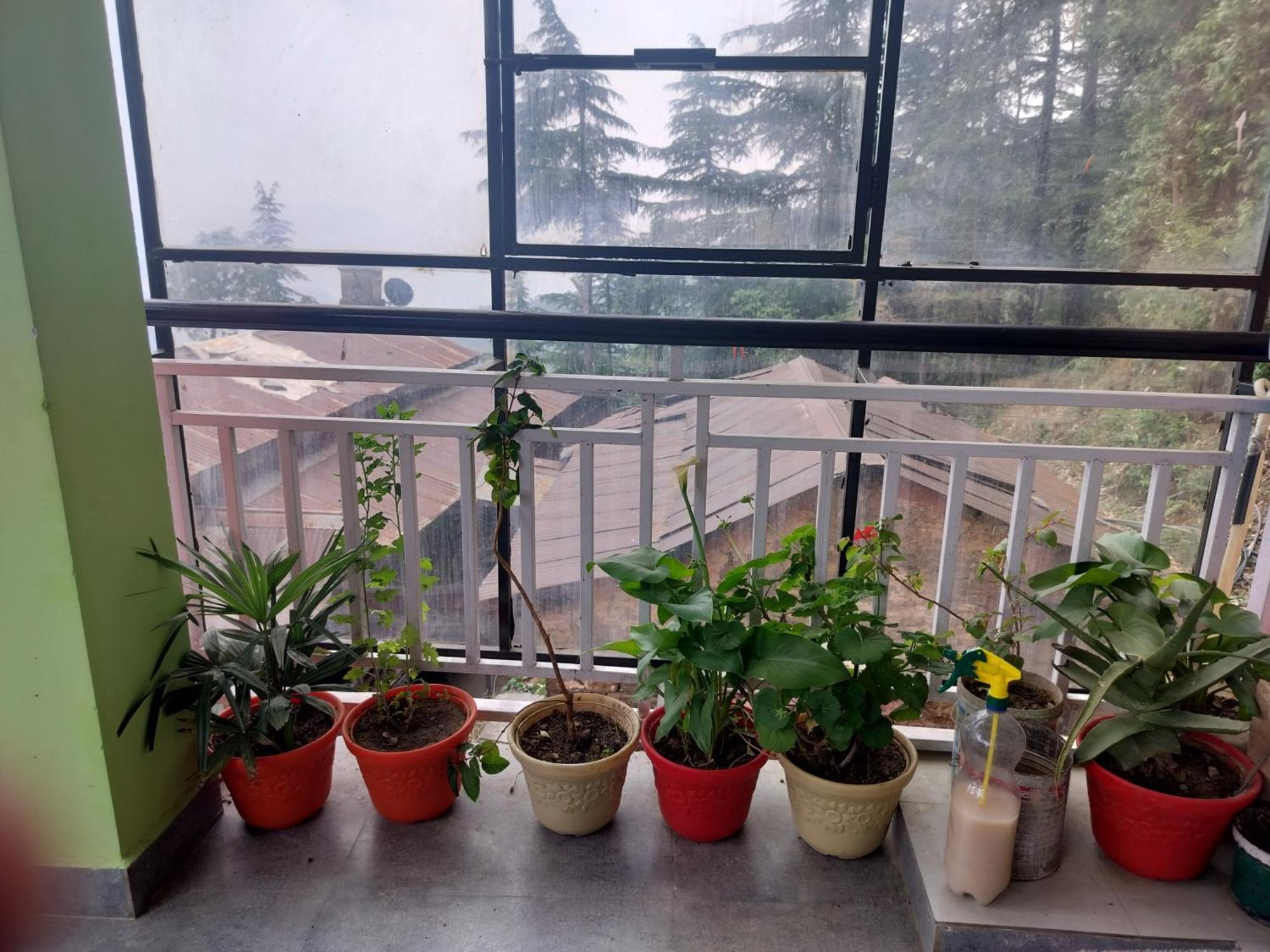 Tree Valley Homestay Chail Exterior foto