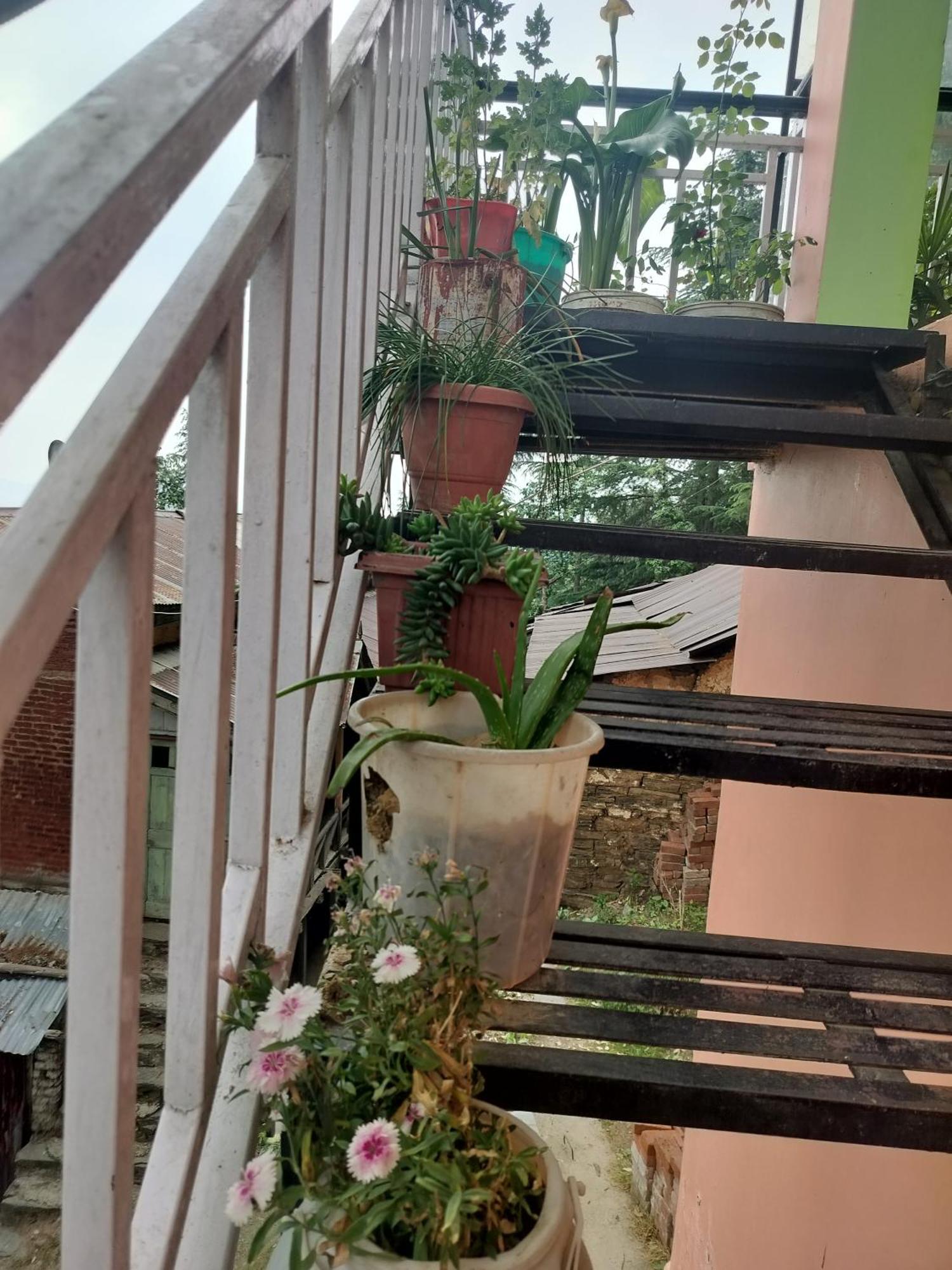 Tree Valley Homestay Chail Exterior foto