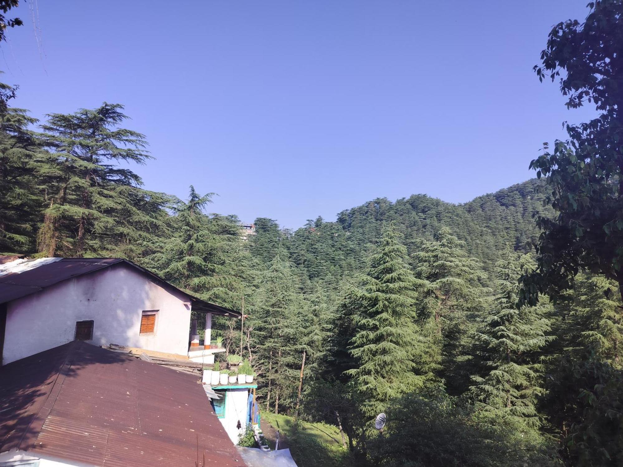 Tree Valley Homestay Chail Exterior foto