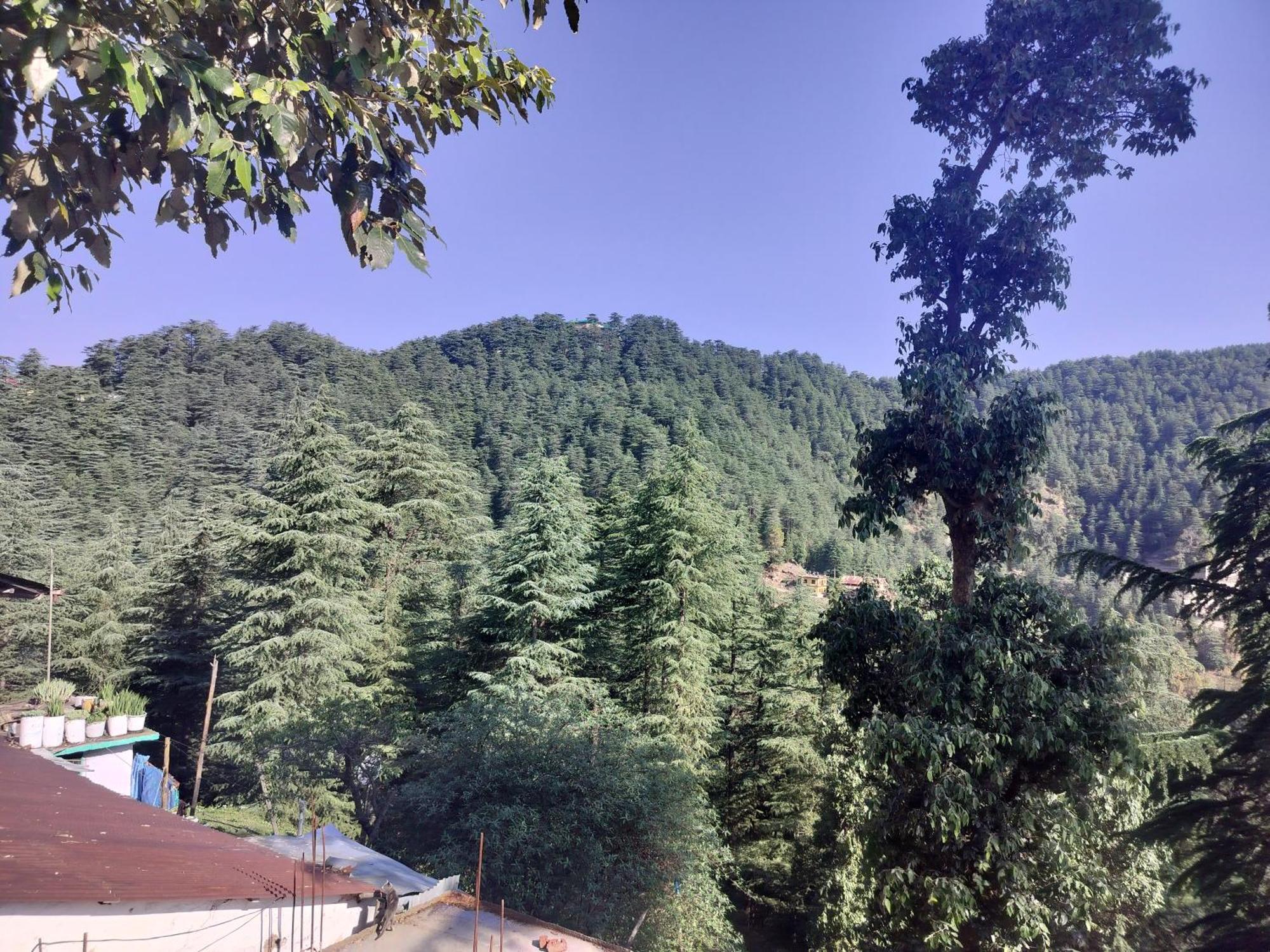 Tree Valley Homestay Chail Exterior foto